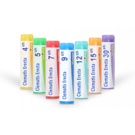 Clematis Erecta Boiron - Tubes granules et doses